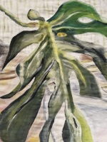 Monstera